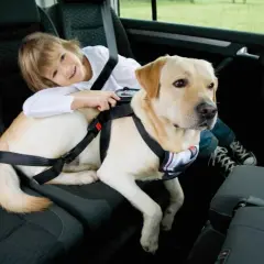 Sicherheitsgurt Hunde: So schützen Sie Ihren Vierbeiner im Auto
