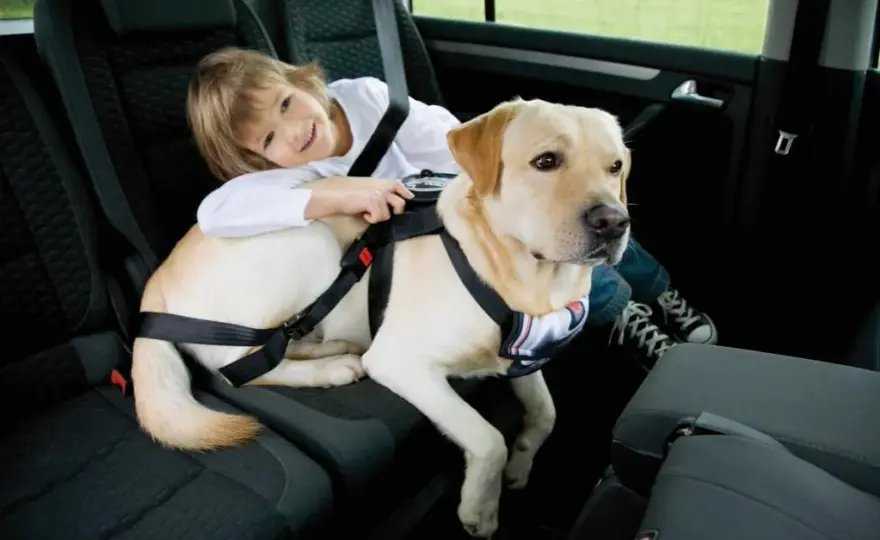 Sicherheitsgurt Hunde: So schützen Sie Ihren Vierbeiner im Auto